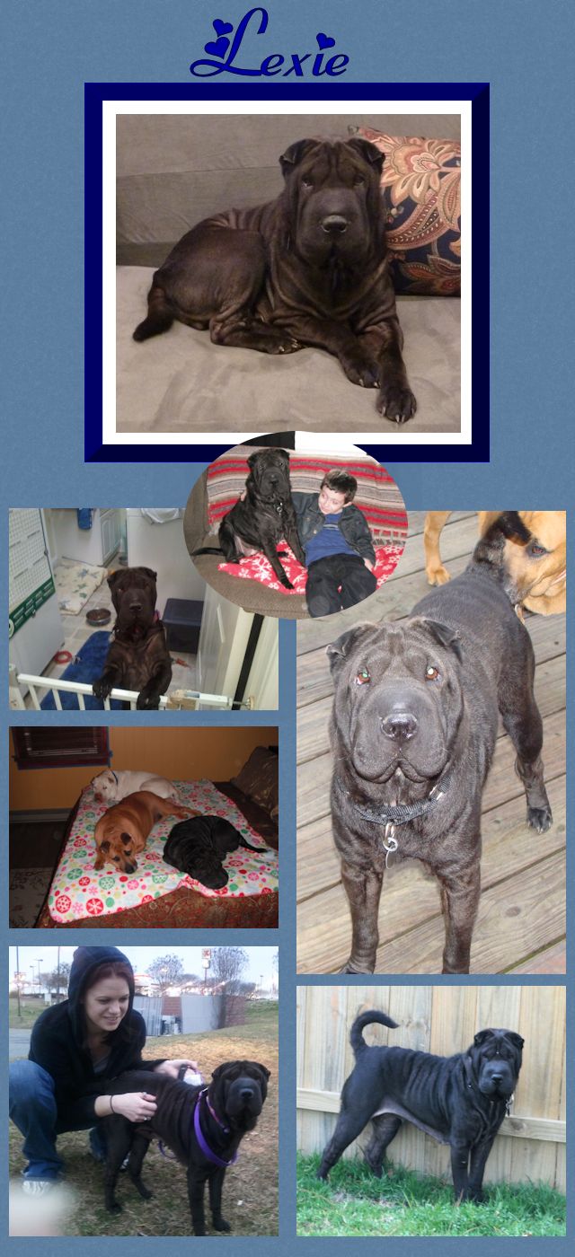 Chinese Shar-Pei - Lexie