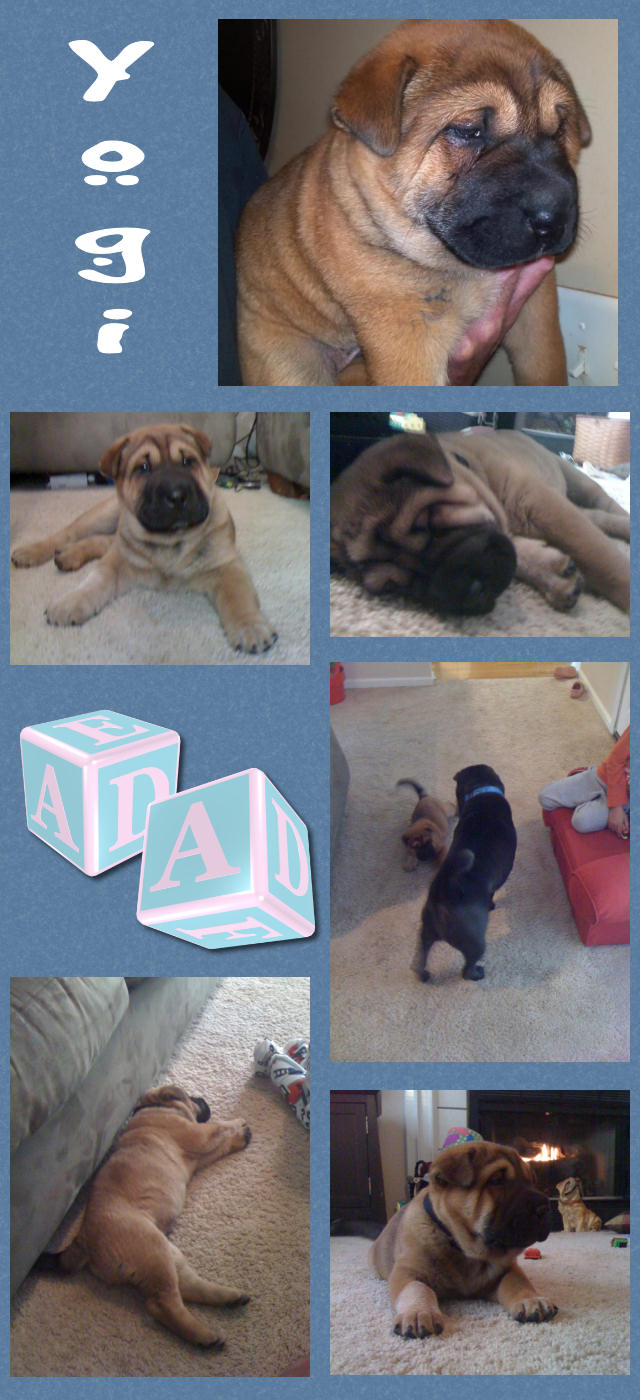 Chinese Shar-Pei Mix Puppy - Yogi