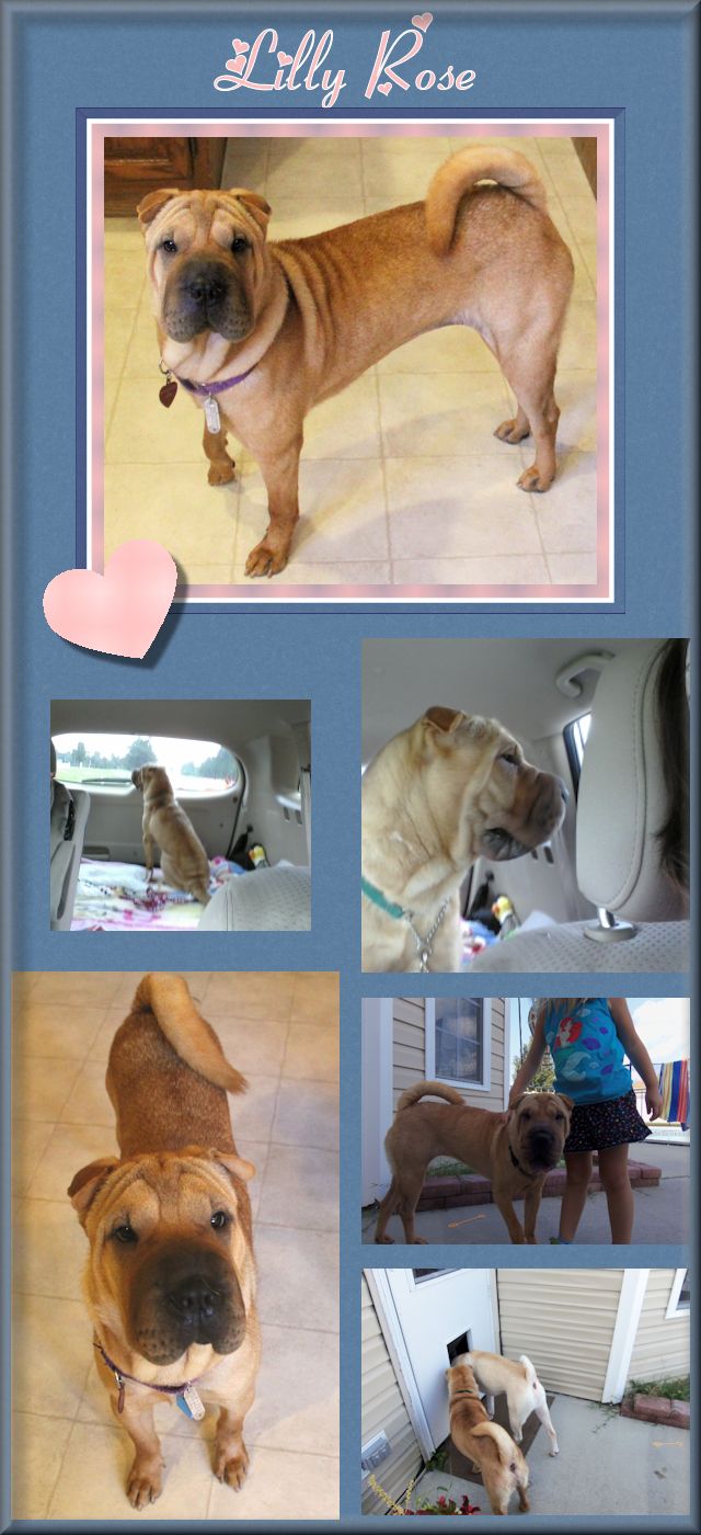 Chinese Shar-Pei - Lilly Rose