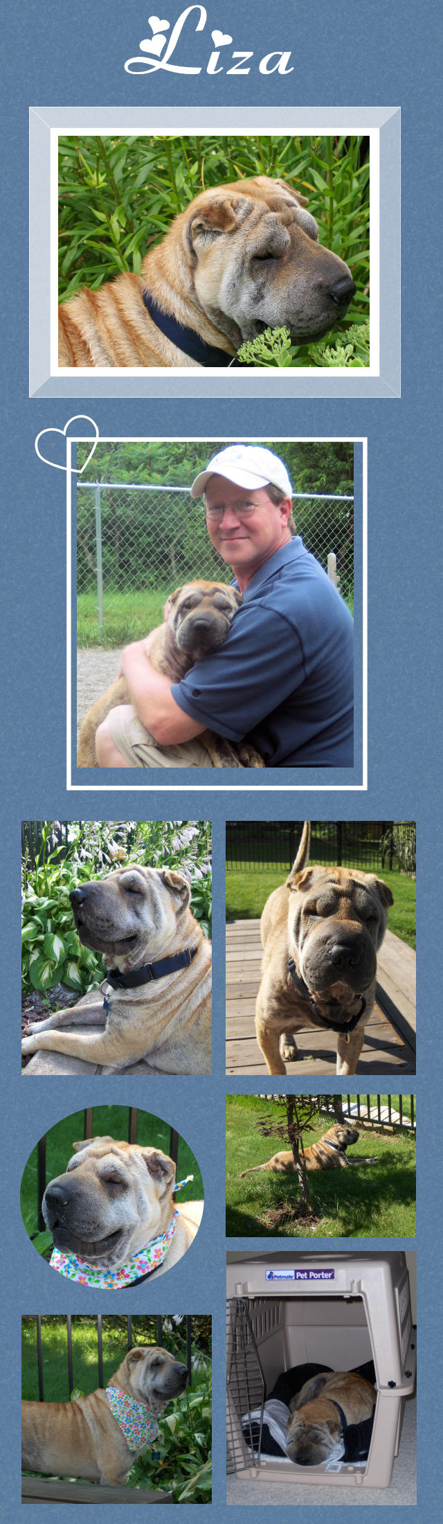 Female Shar-Pei - Liza