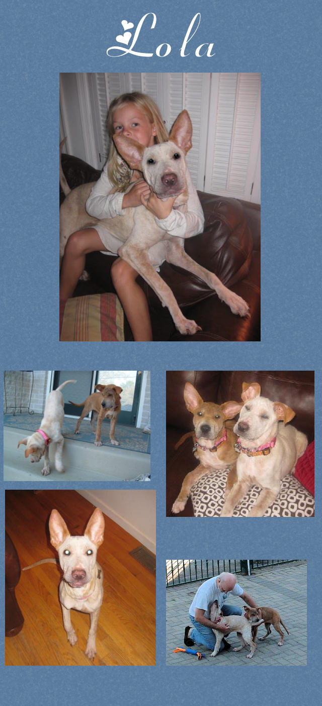 Female Shar-Pei Mix - Lola