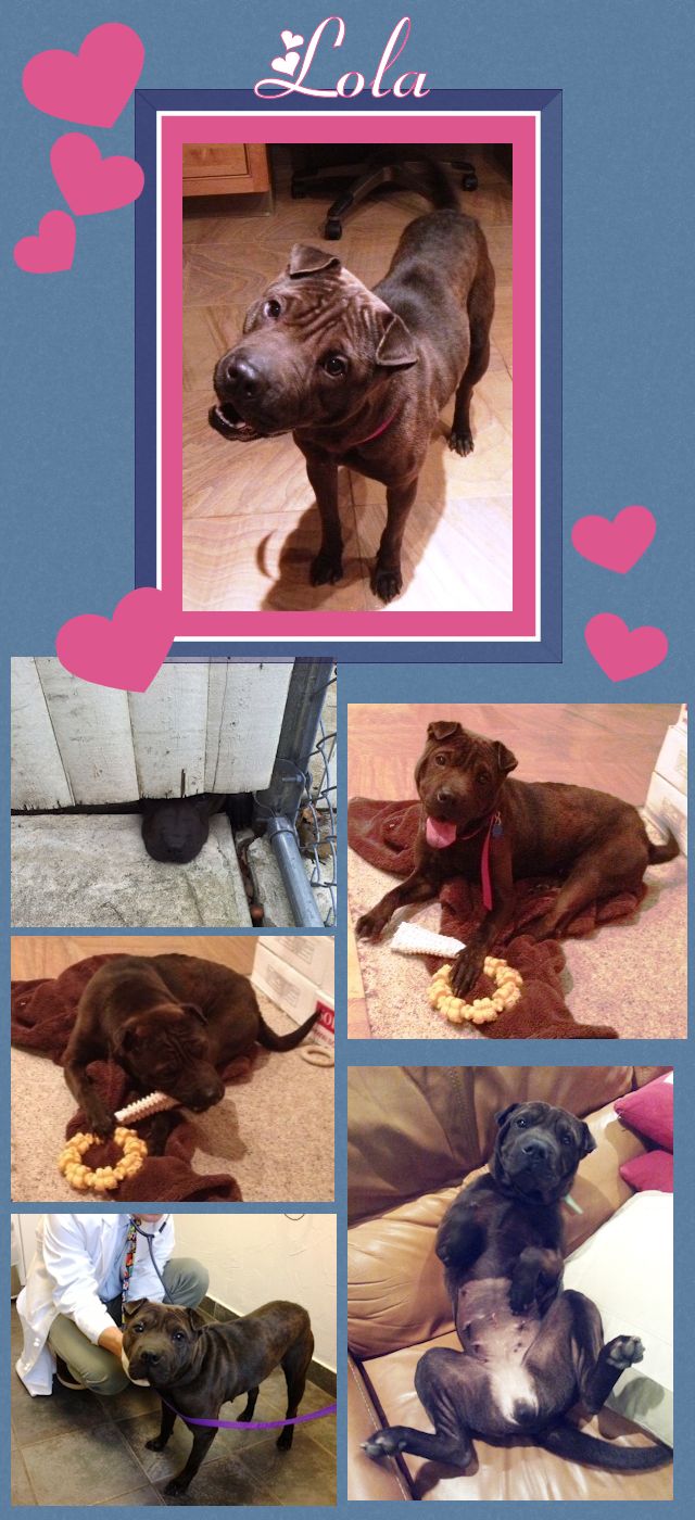 Chinese Shar-Pei - Lola