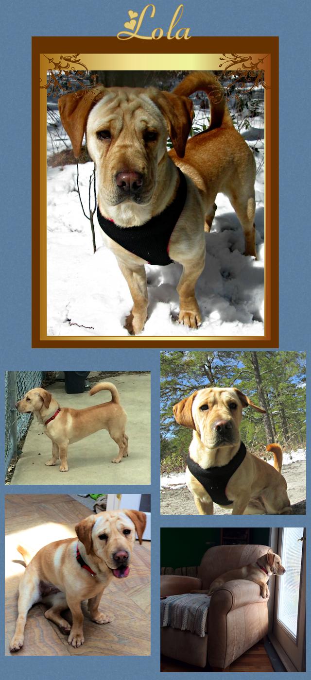 Basset Hound / Chinese Shar-Pei - Lola