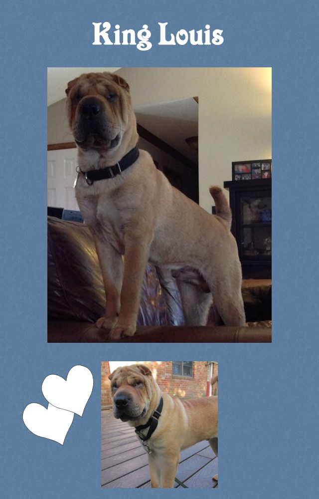 Chinese Shar-Pei - Louis