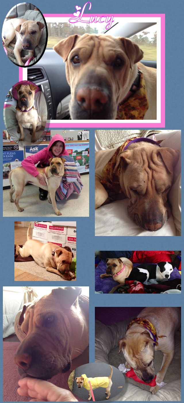 Chinese Shar-Pei - Lucy