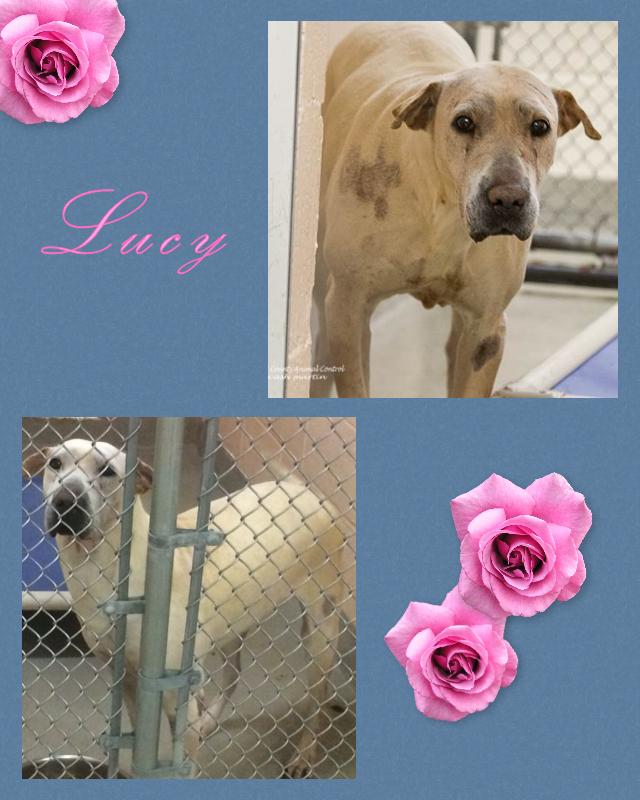 Chinese Shar-Pei - Lucy