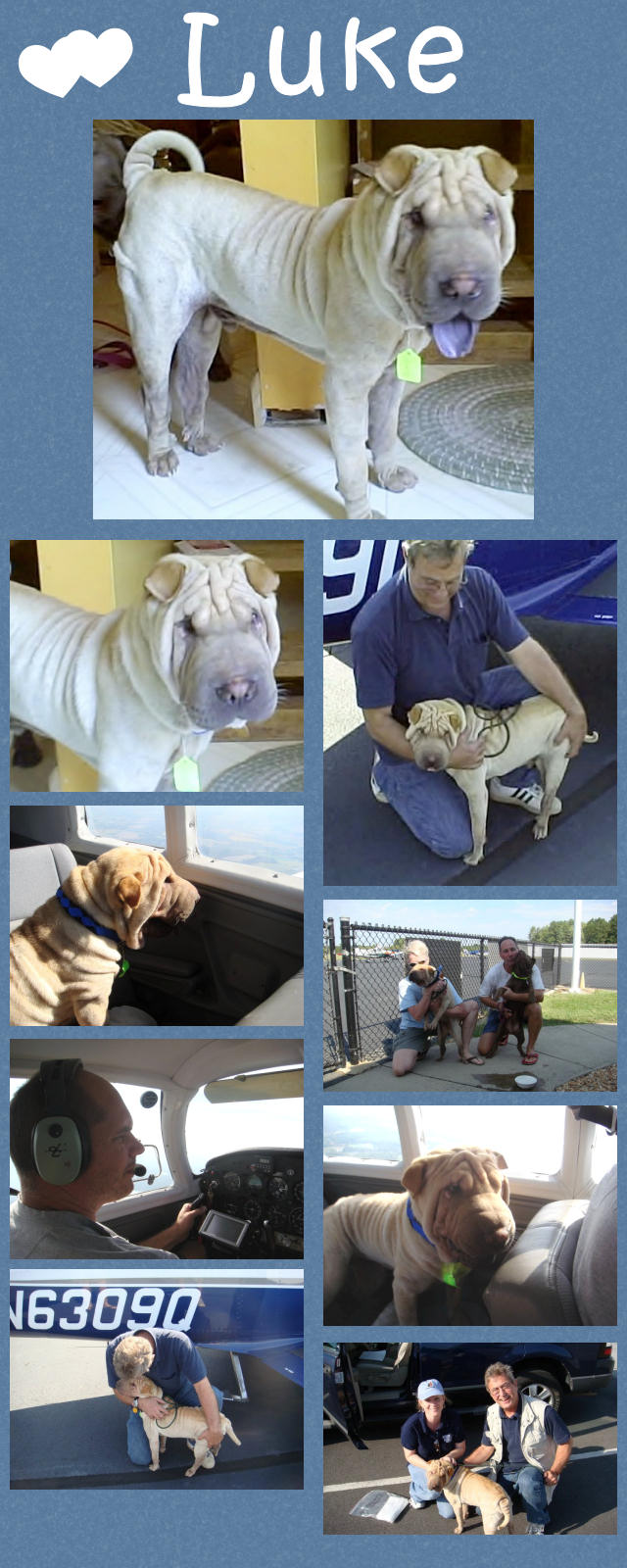 Male Shar-Pei Puppy - Luke