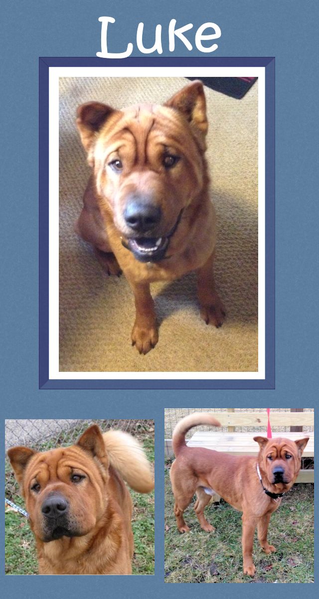 Shar-Pei - Luke / Simba