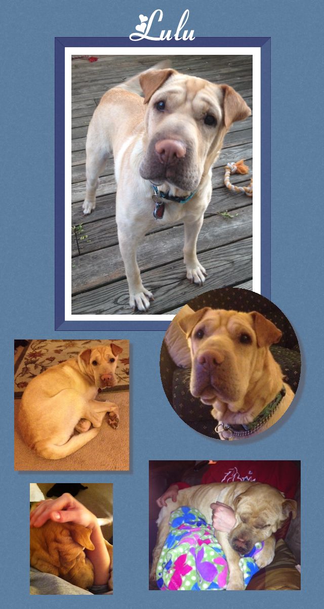 Chinese Shar-Pei - Lulu