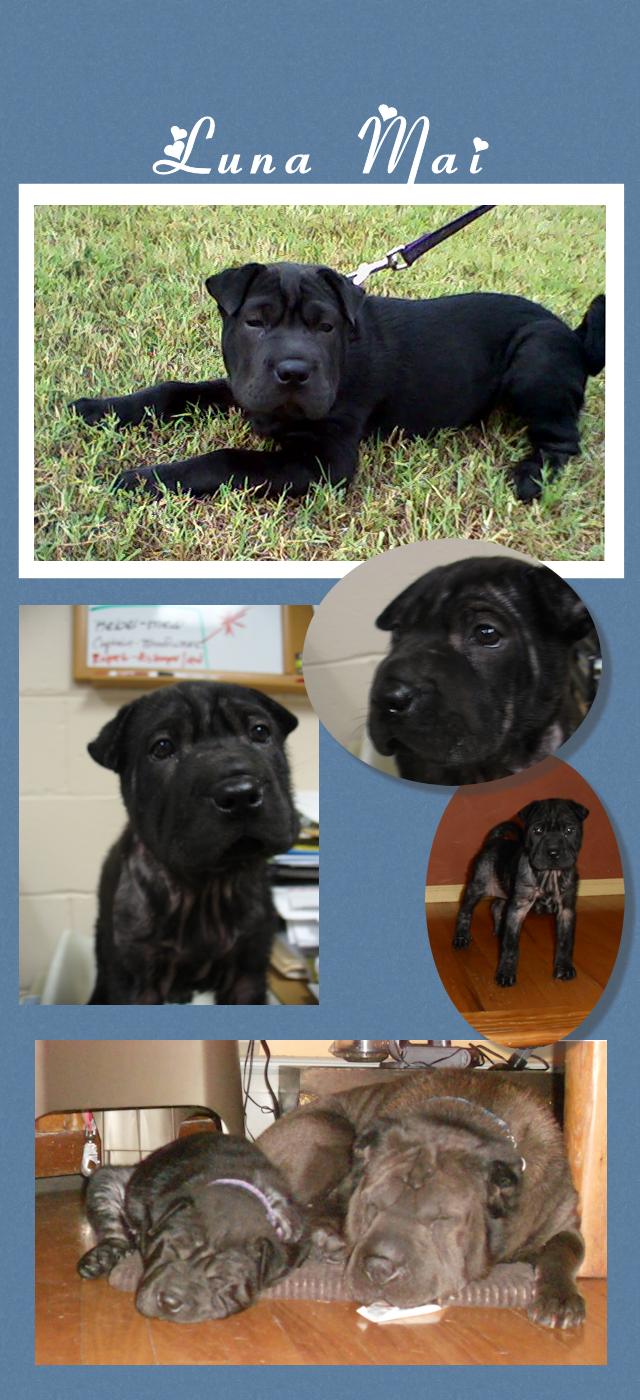 Chinese Shar-Pei - Luna Mai