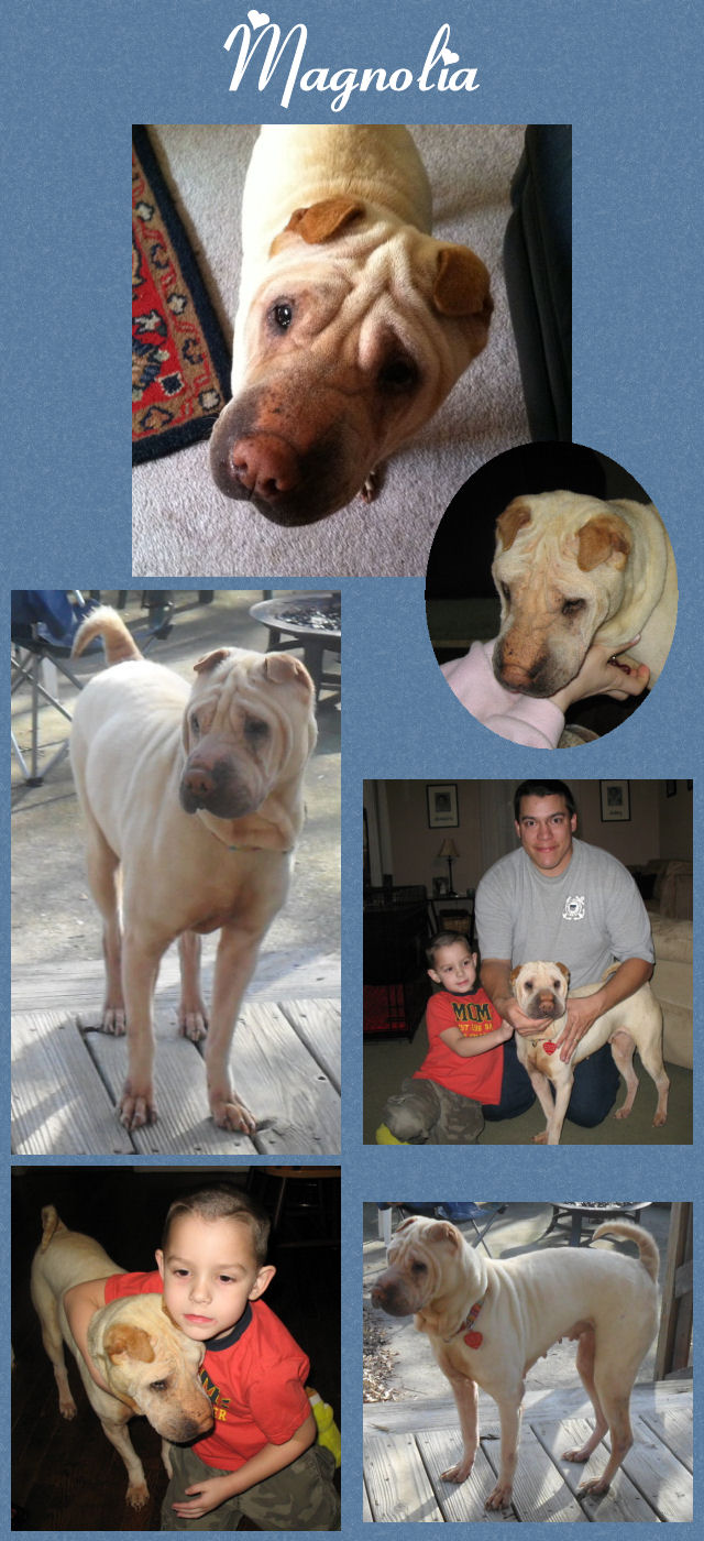 Chinese Shar-Pei - Magnolia