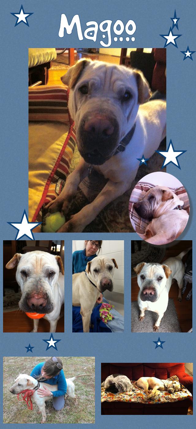 Chinese Shar-Pei - Magoo