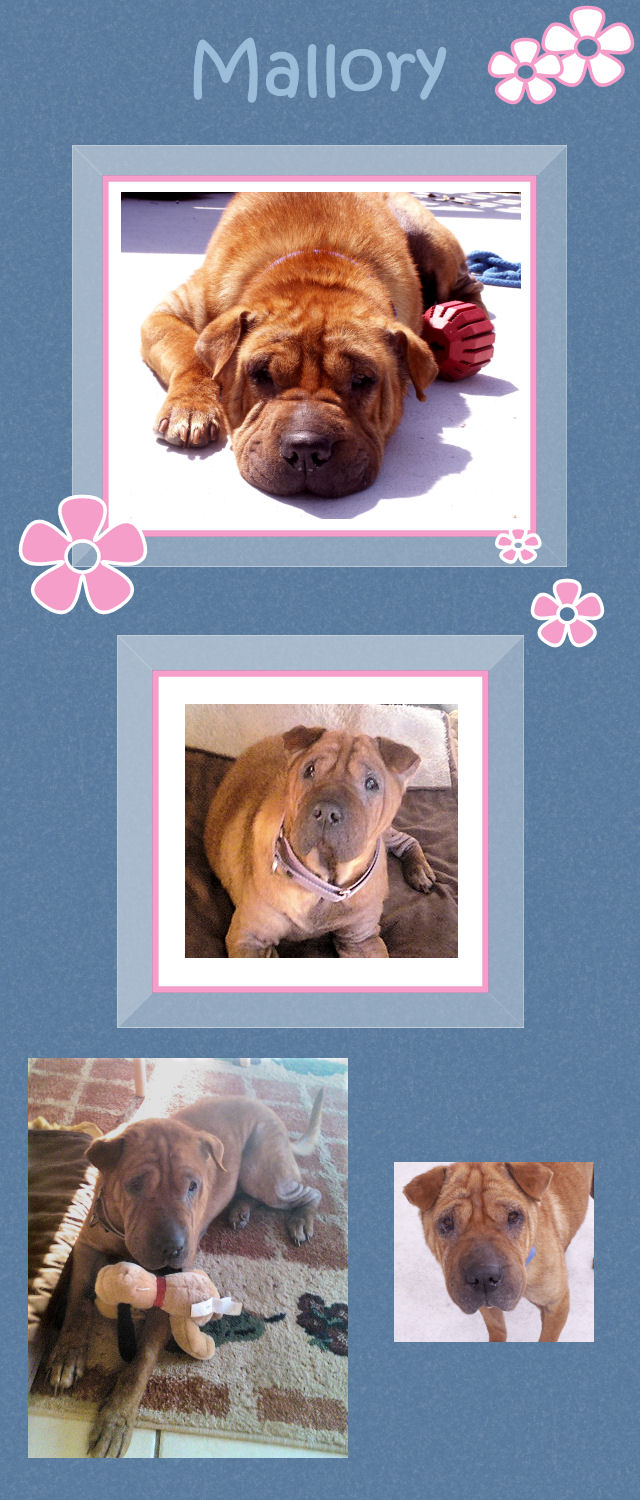 Mallory - Female Shar-Pei