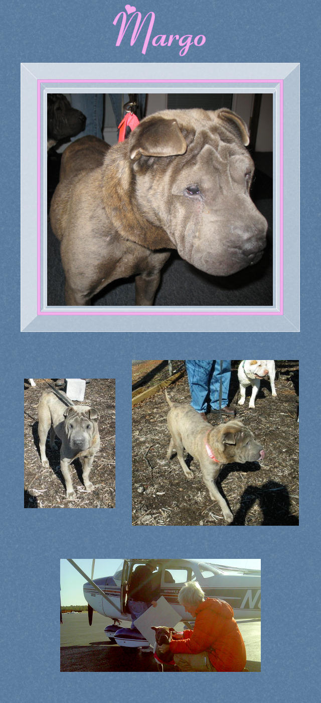 Female Shar-Pei - Margo