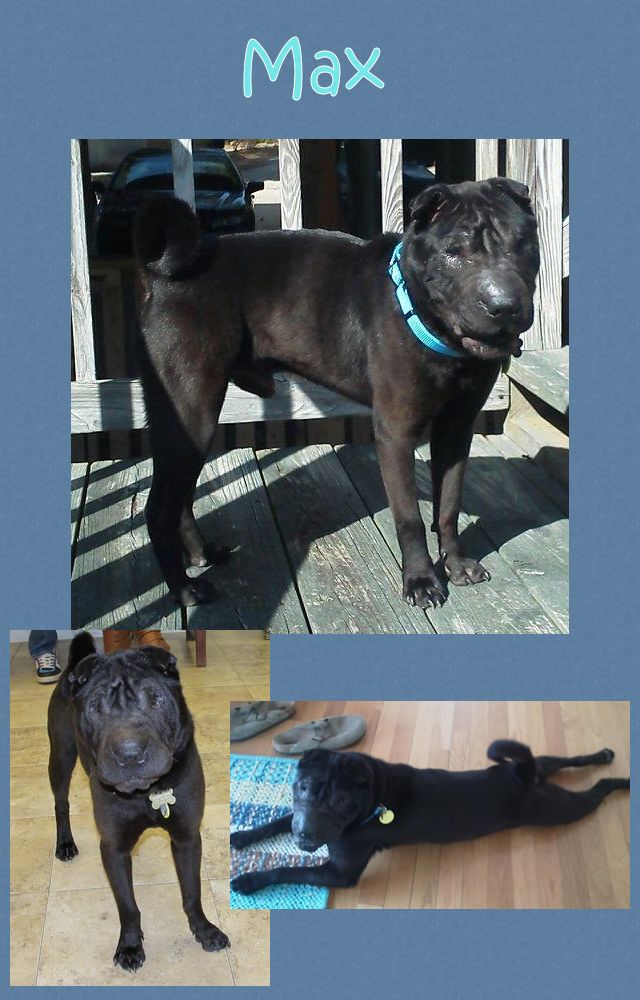 Chinese Shar-Pei - Blue