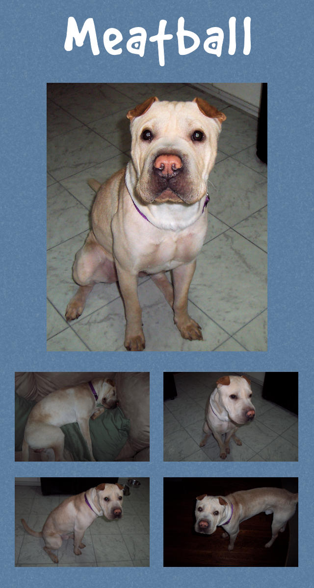 Meatball - Male Shar-Pei