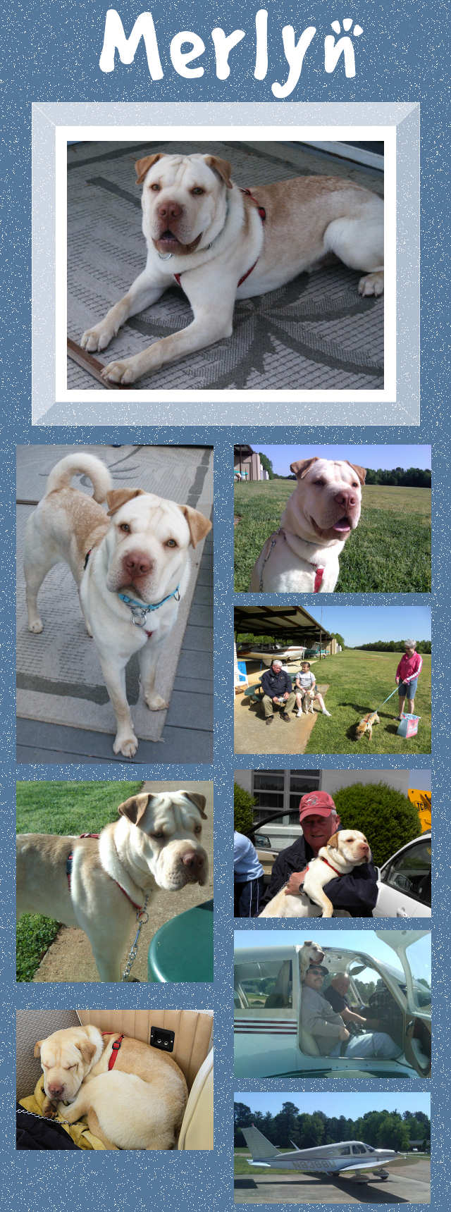 Male Shar-Pei Mix - Merlyn