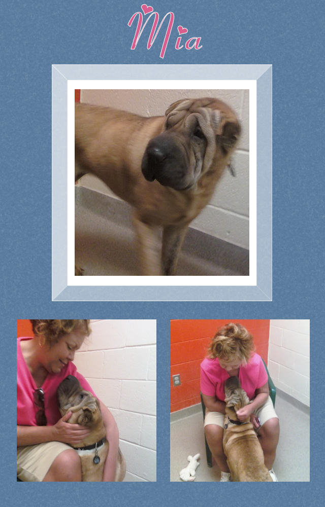 Female Shar-Pei - Mia