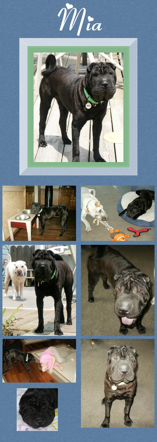 Female Shar-Pei - Mia