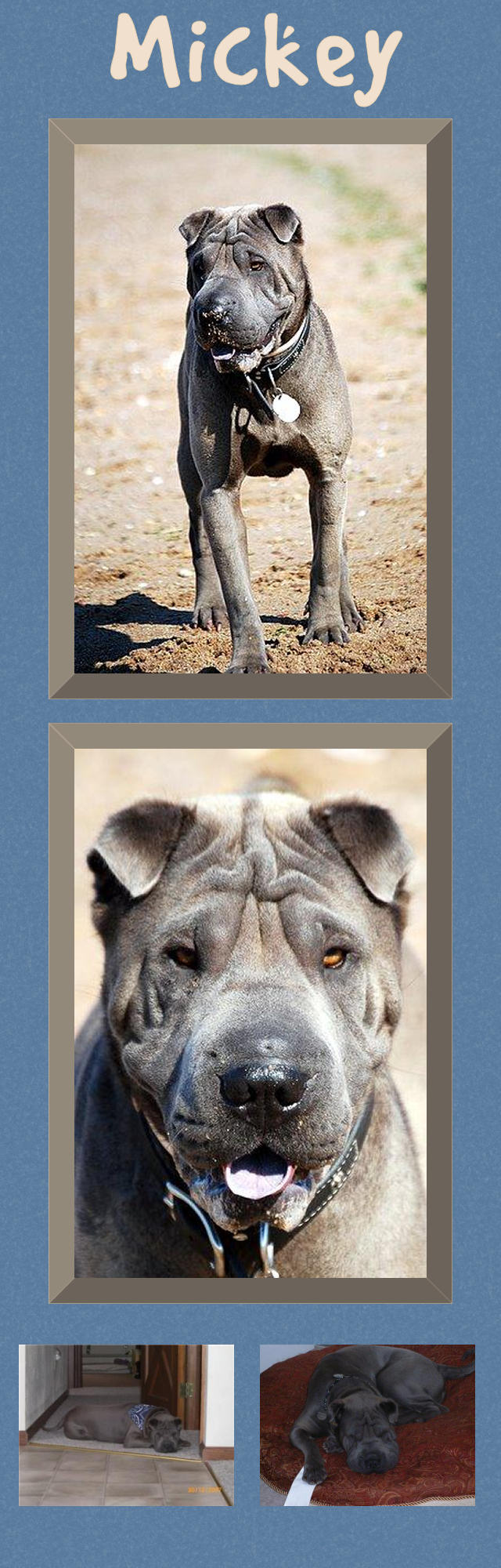 Mickey - Male Shar-Pei
