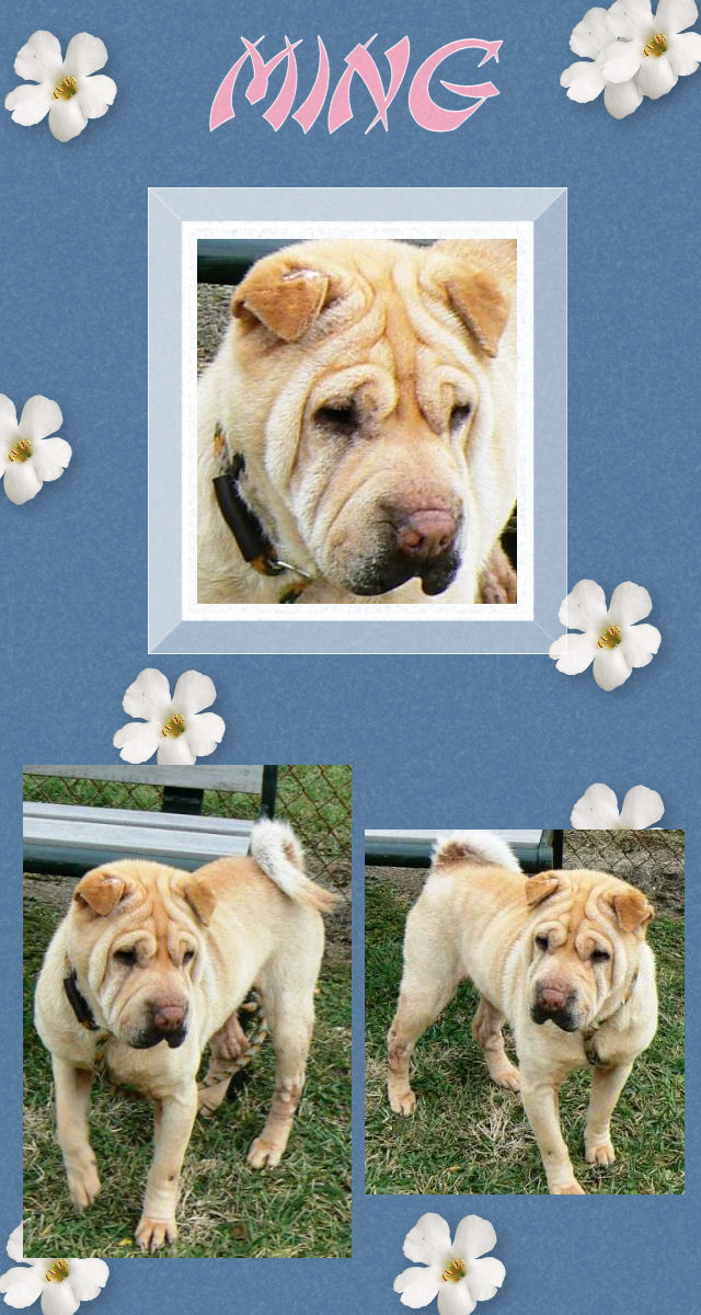 Ming - Female Shar-Pei