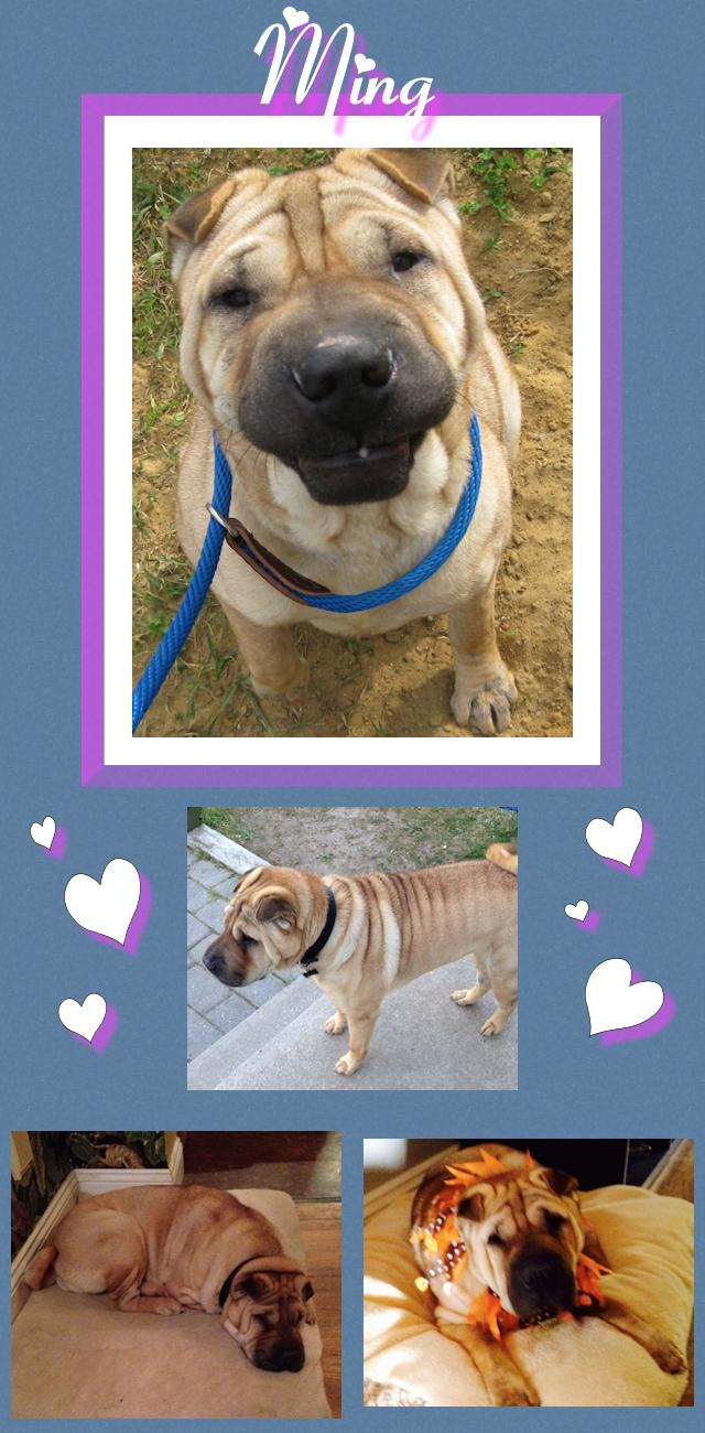 Chinese Shar-Pei - Ming