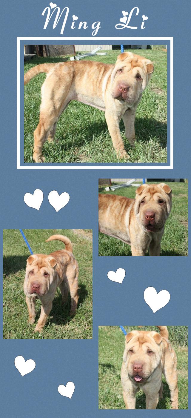 Chinese Shar-Pei - Ming Li