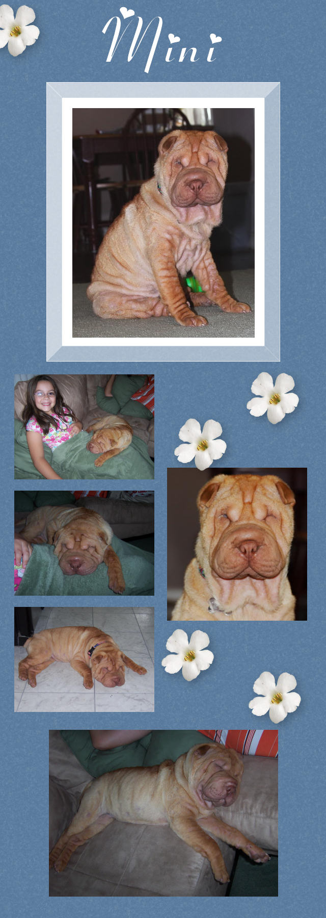 Female Shar-Pei - Mini