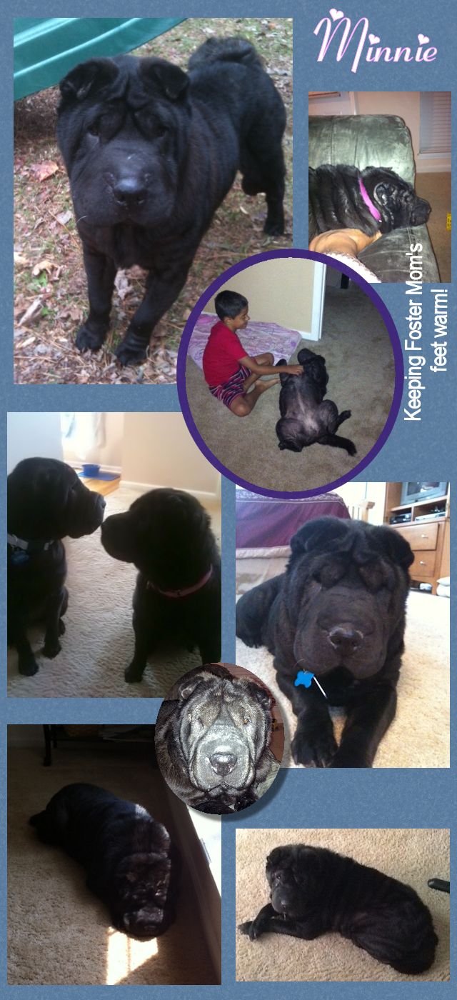 Chinese Shar-Pei - Minnie