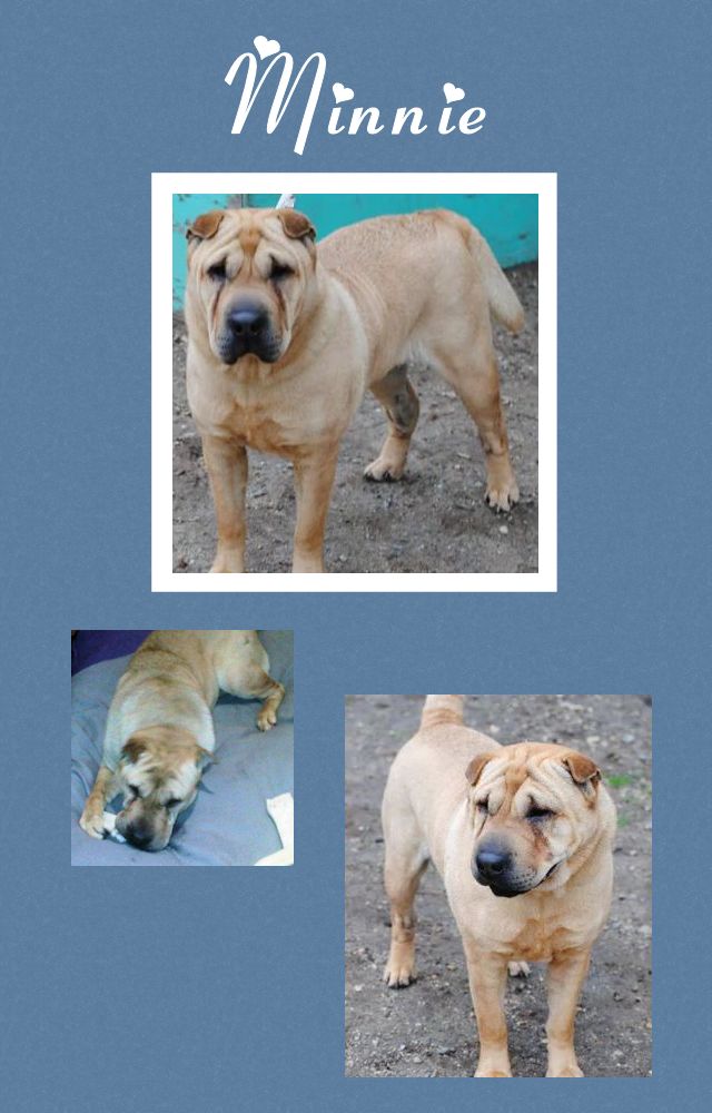 Female Shar-Pei - Minnie