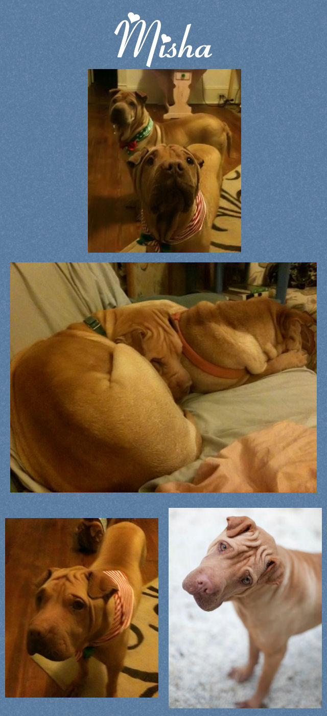 Female Shar-Pei - Misha