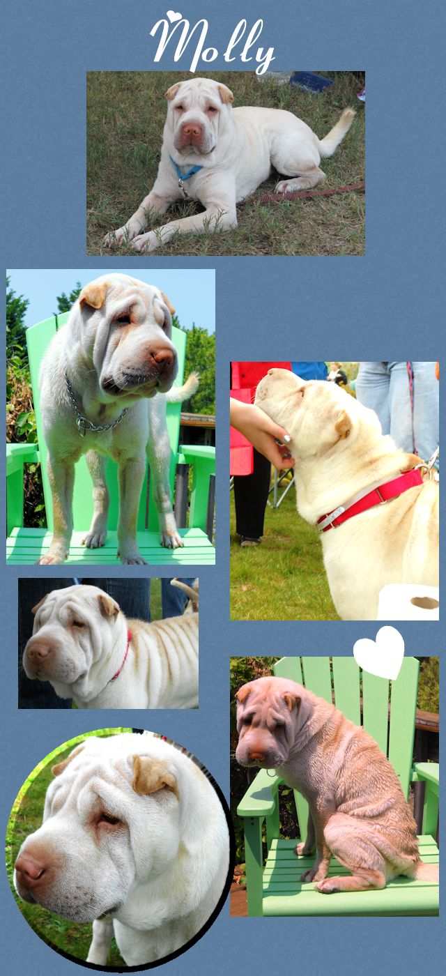Chinese Shar-Pei - Molly