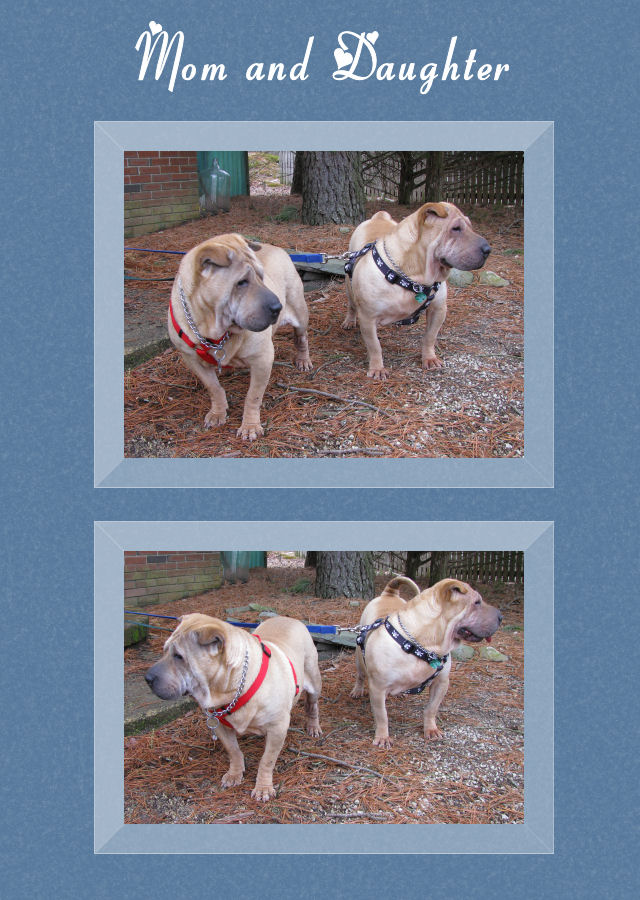 Two Female Shar-Pei