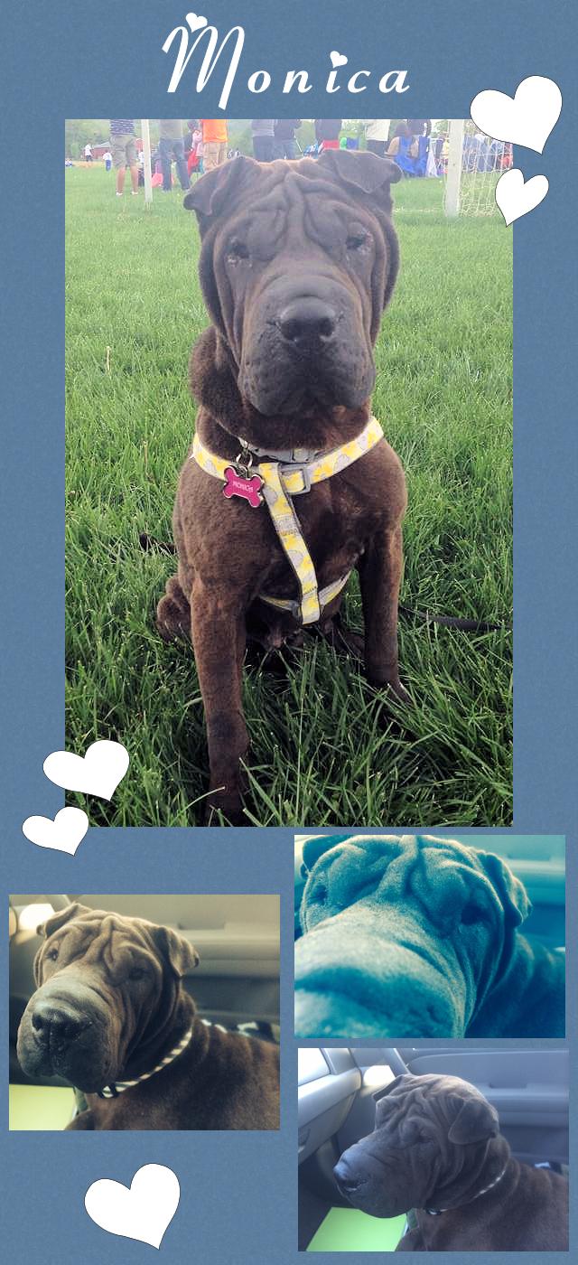 Chinese Shar-Pei - Monica