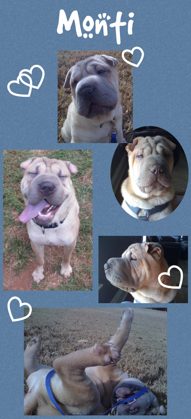 Male Shar-Pei Puppy - Monti