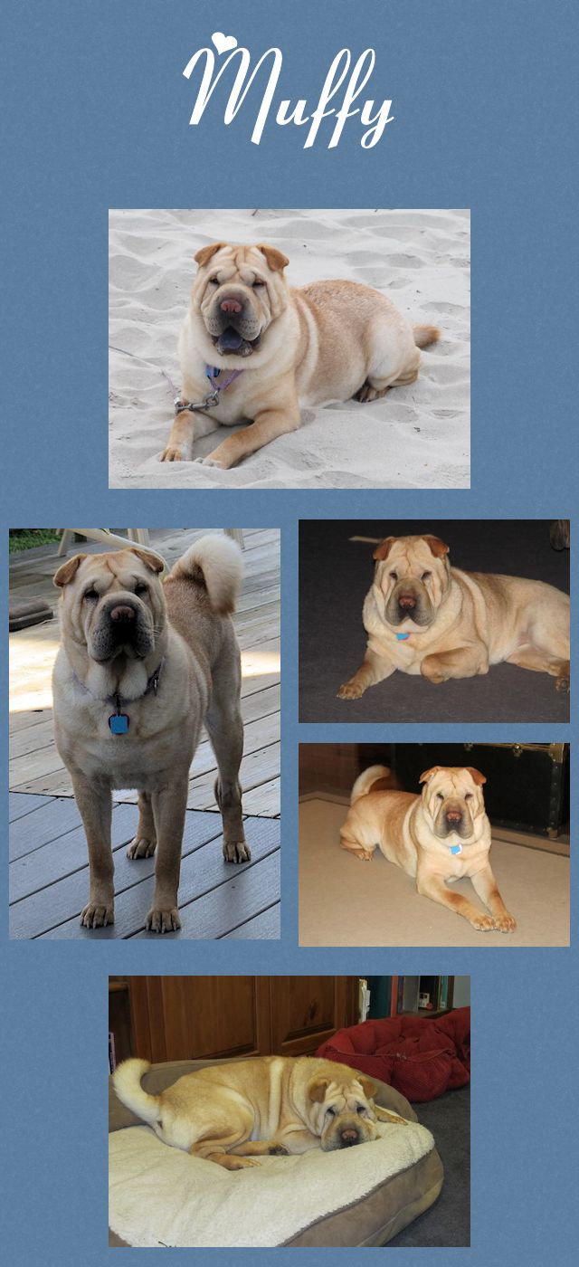 Chinese Shar-Pei - Muffy