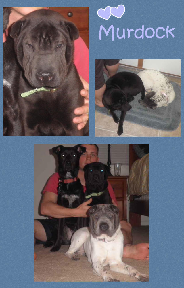 Male Shar-Pei - Murdock