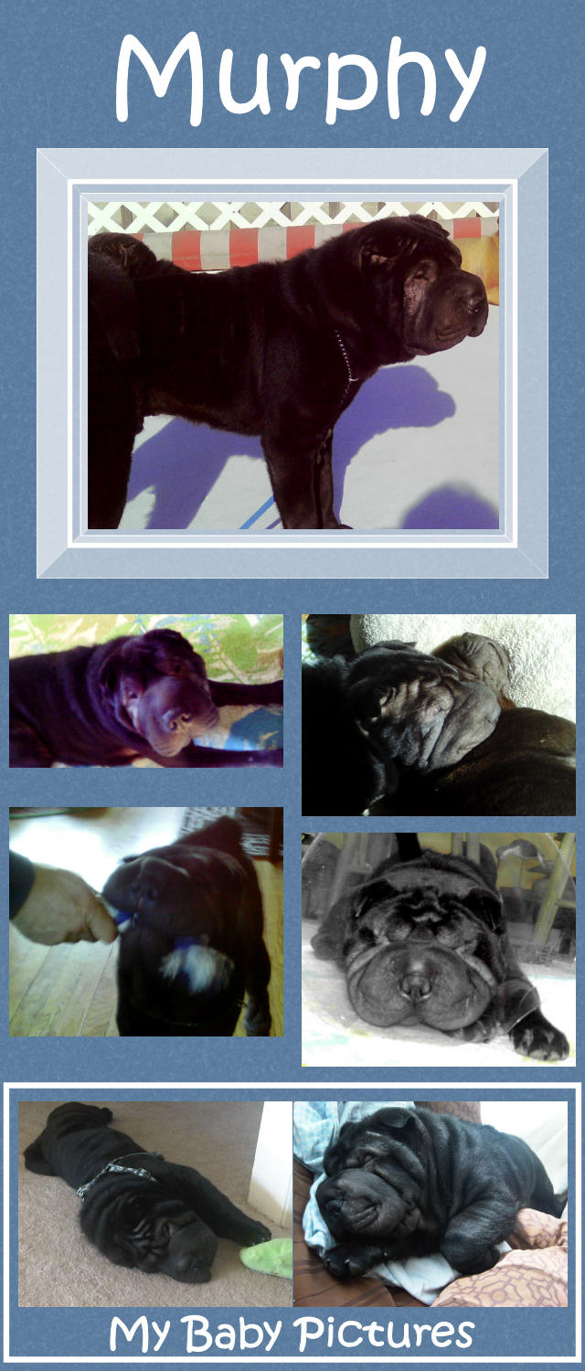 Male Shar-Pei - Murphy