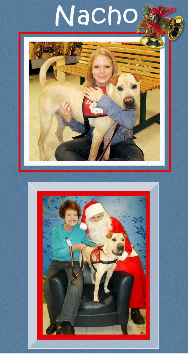 Nacho - Male Shar-Pei