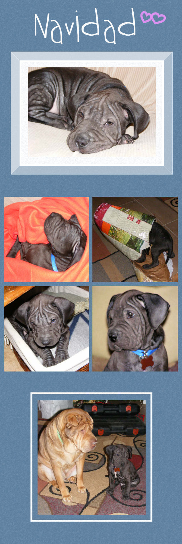Navidad - Male Shar-Pei Puppy