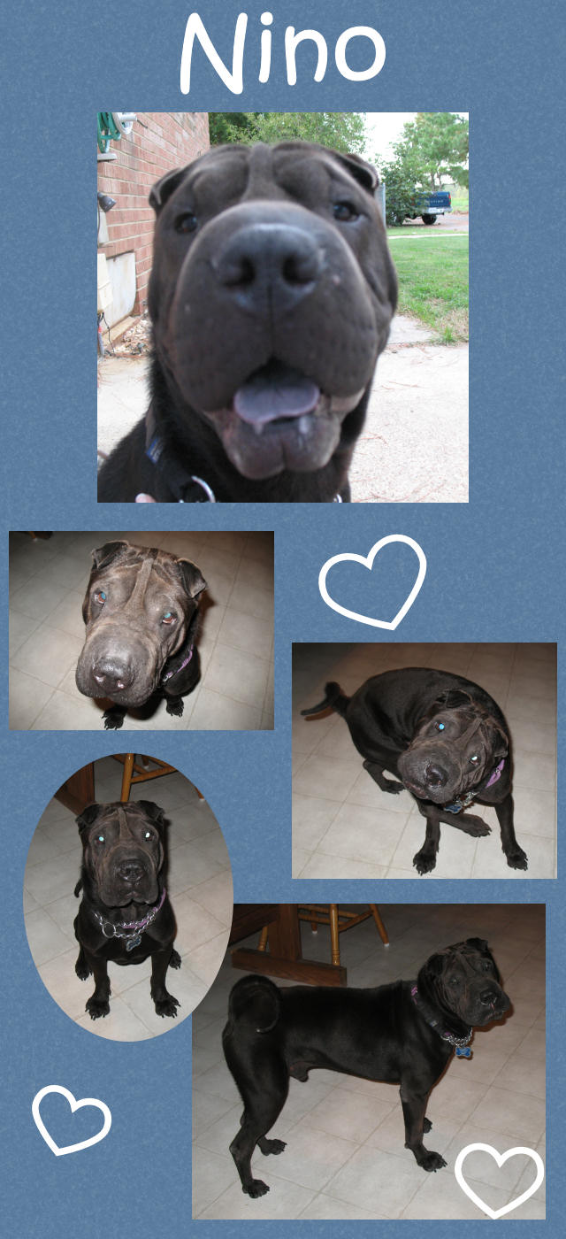 Female Shar-Pei - Nino