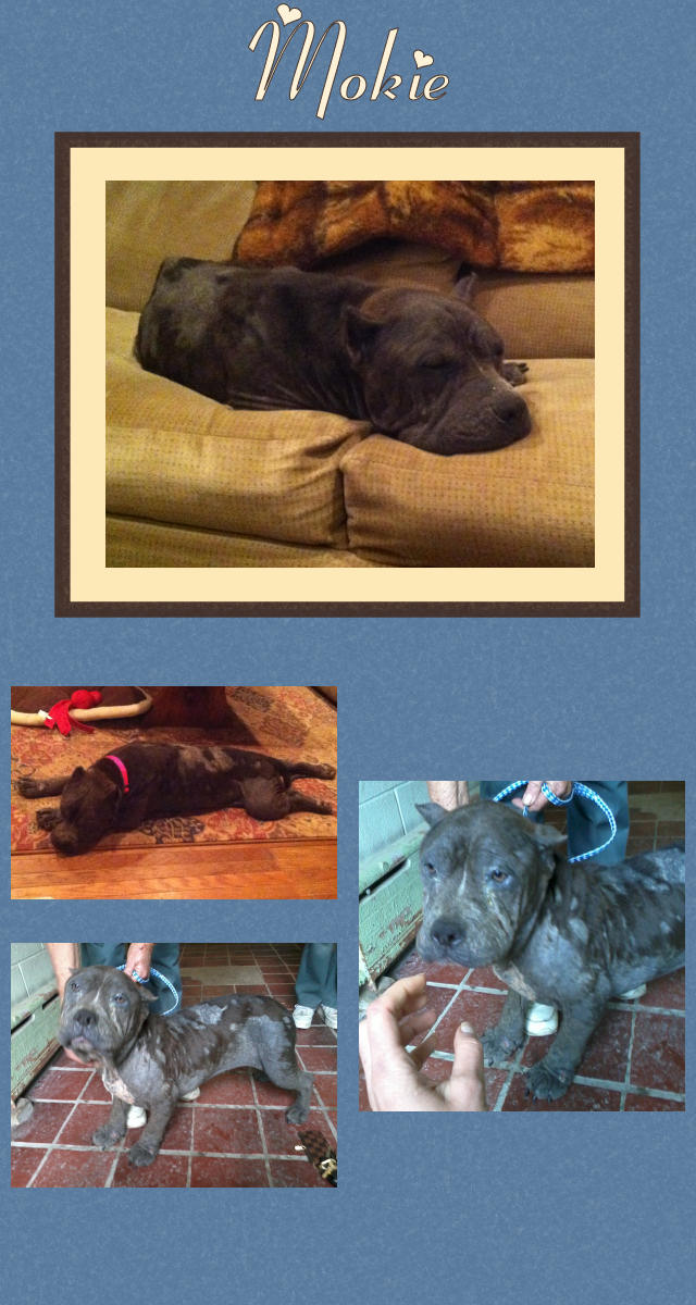 Mokie Rescued From NYC