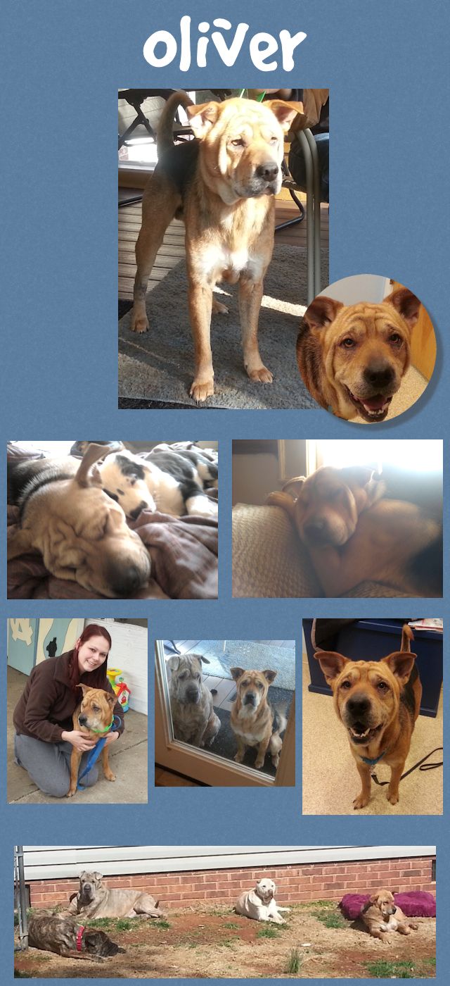 Chinese Shar-Pei - Oliver