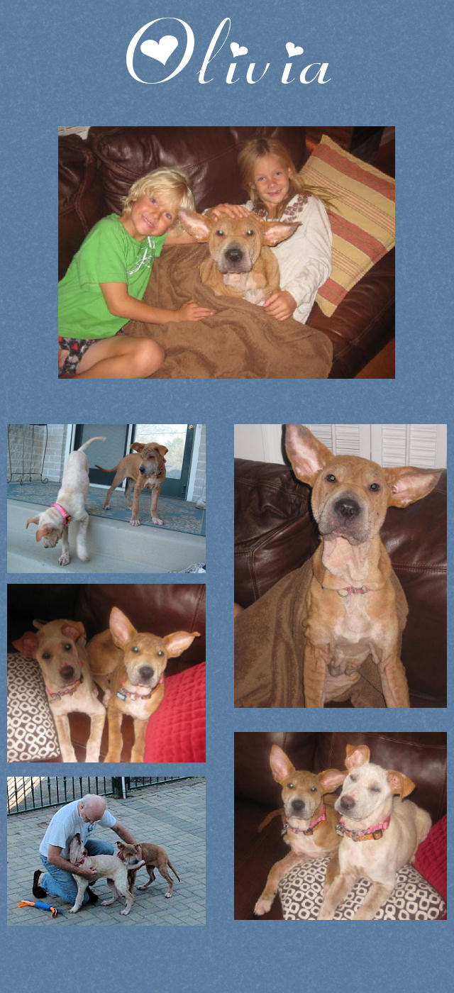 Female Shar-Pei Mix - Olivia