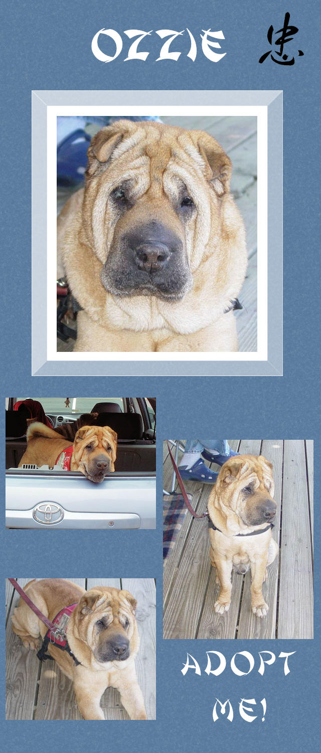 Male Shar-Pei