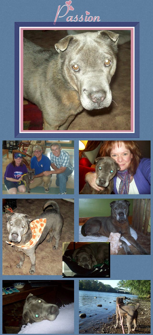 Chinese Shar-Pei - Passion