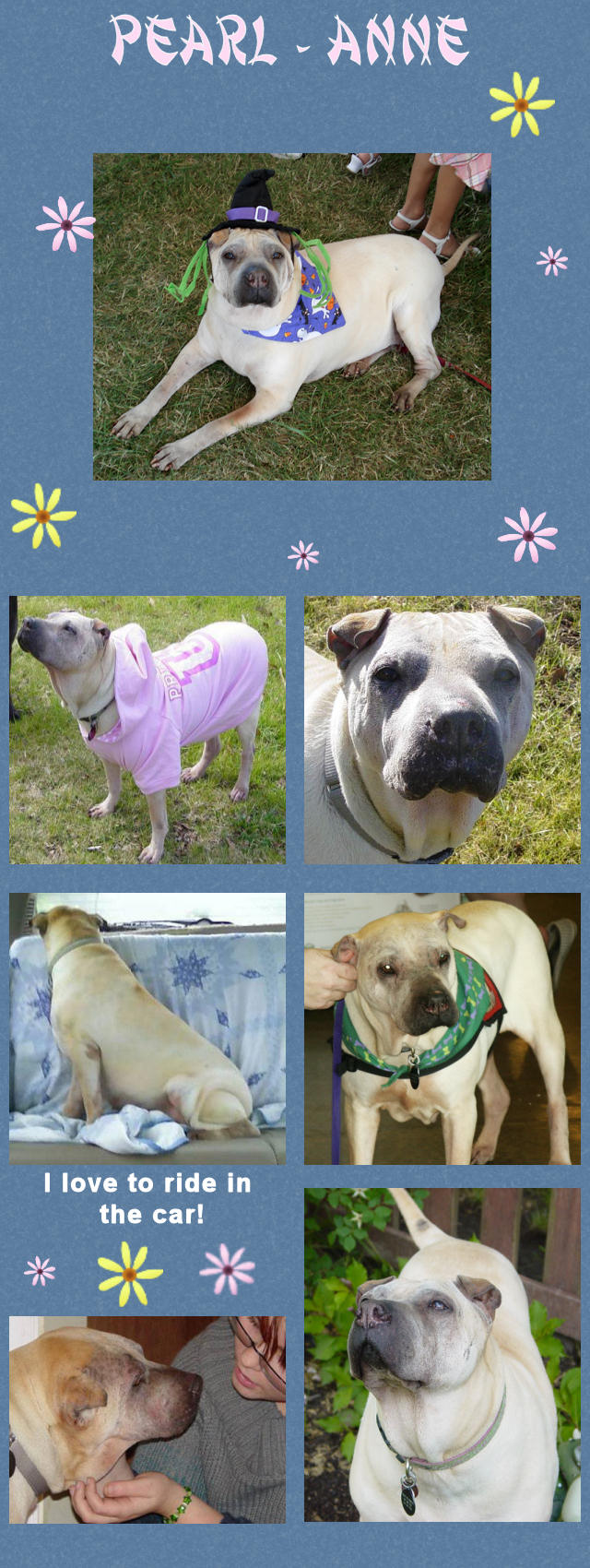 Pearl-Anne Female Shar-Pei