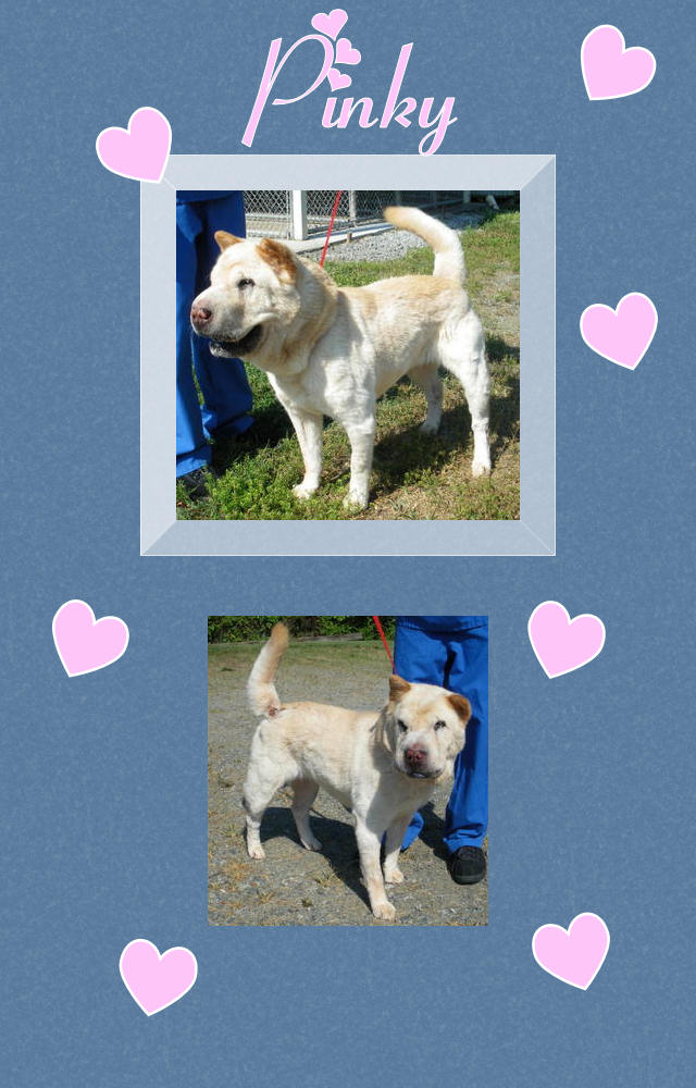 Female Shar-Pei - Kato