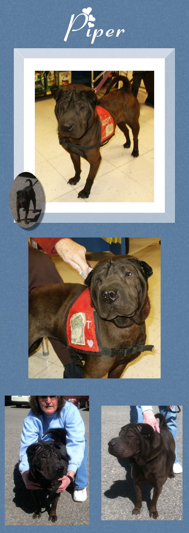 Female Shar-Pei - Piper