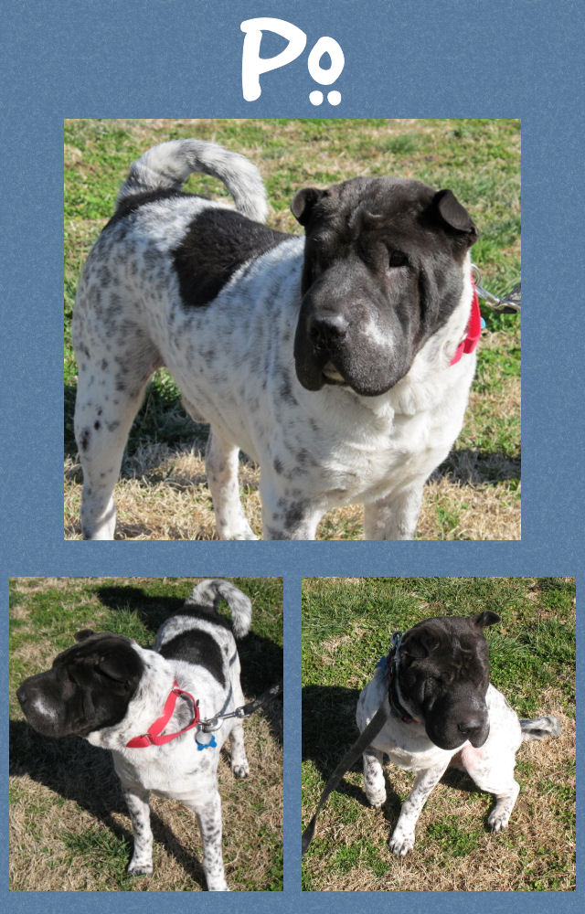 Chinese Shar-Pei - Po